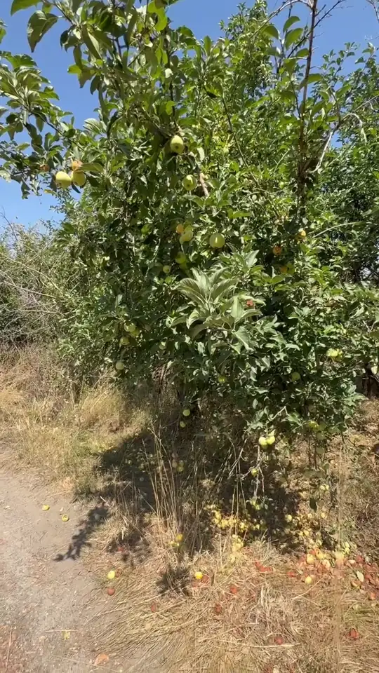 Vegetation and fruit trees on the grounds